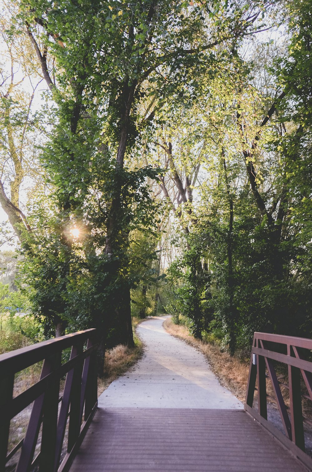 gray concrete pathway between green trees during daytime