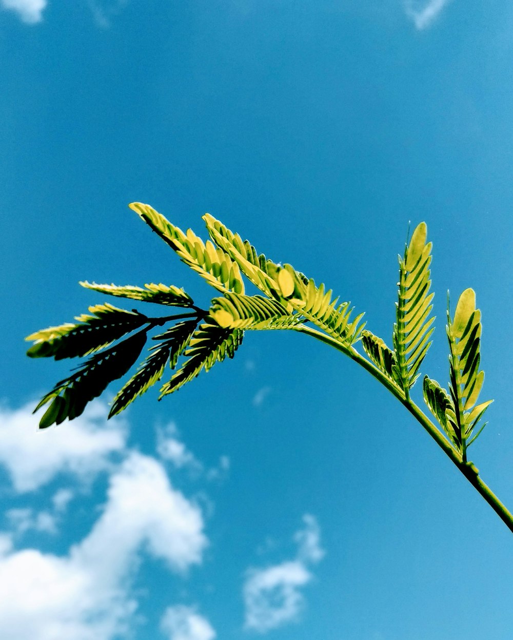 Grüne Blattpflanze unter blauem Himmel tagsüber