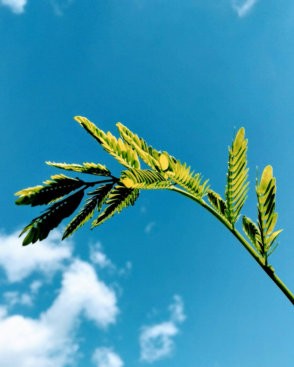 green leaf plant under blue sky during daytime