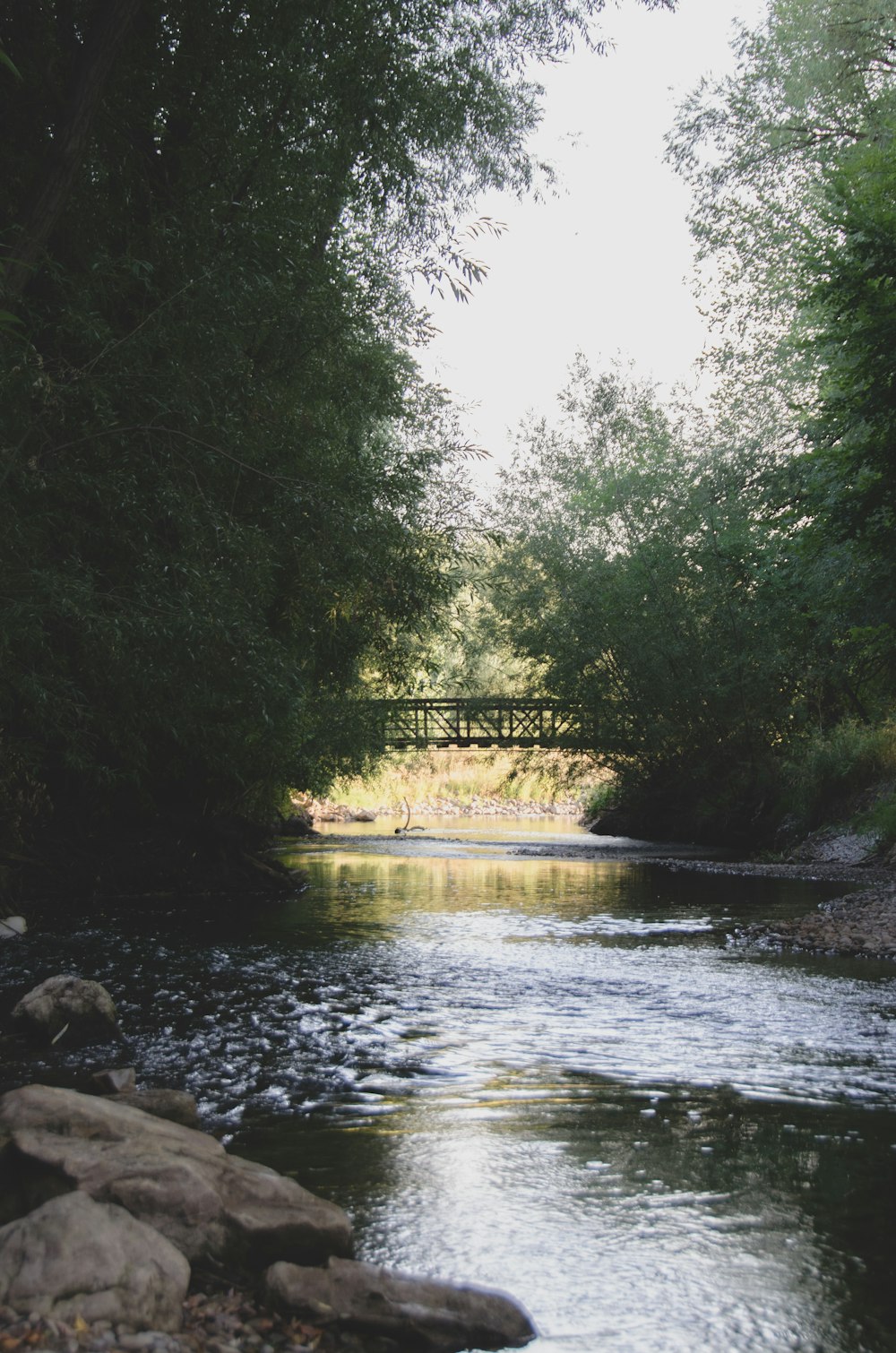 green trees beside river during daytime