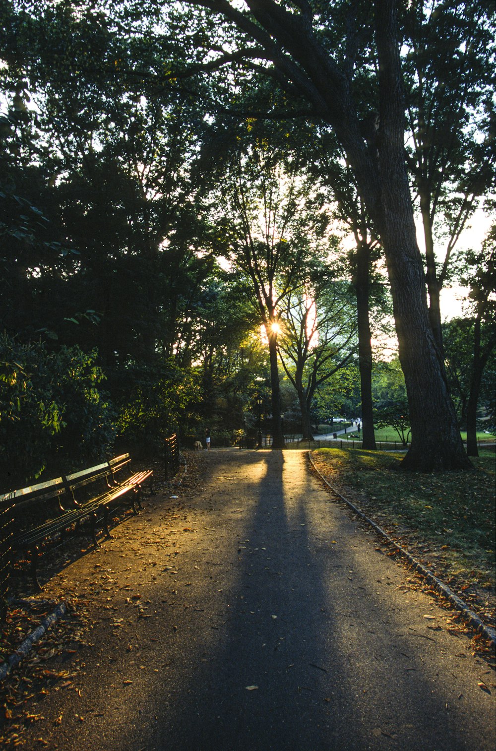 brown trees on brown soil during daytime