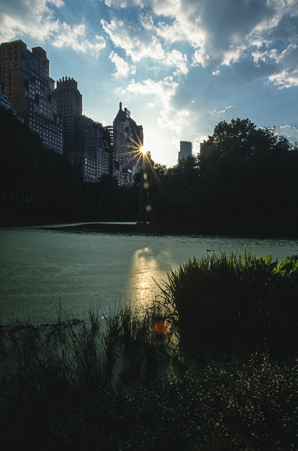 green trees near body of water during daytime