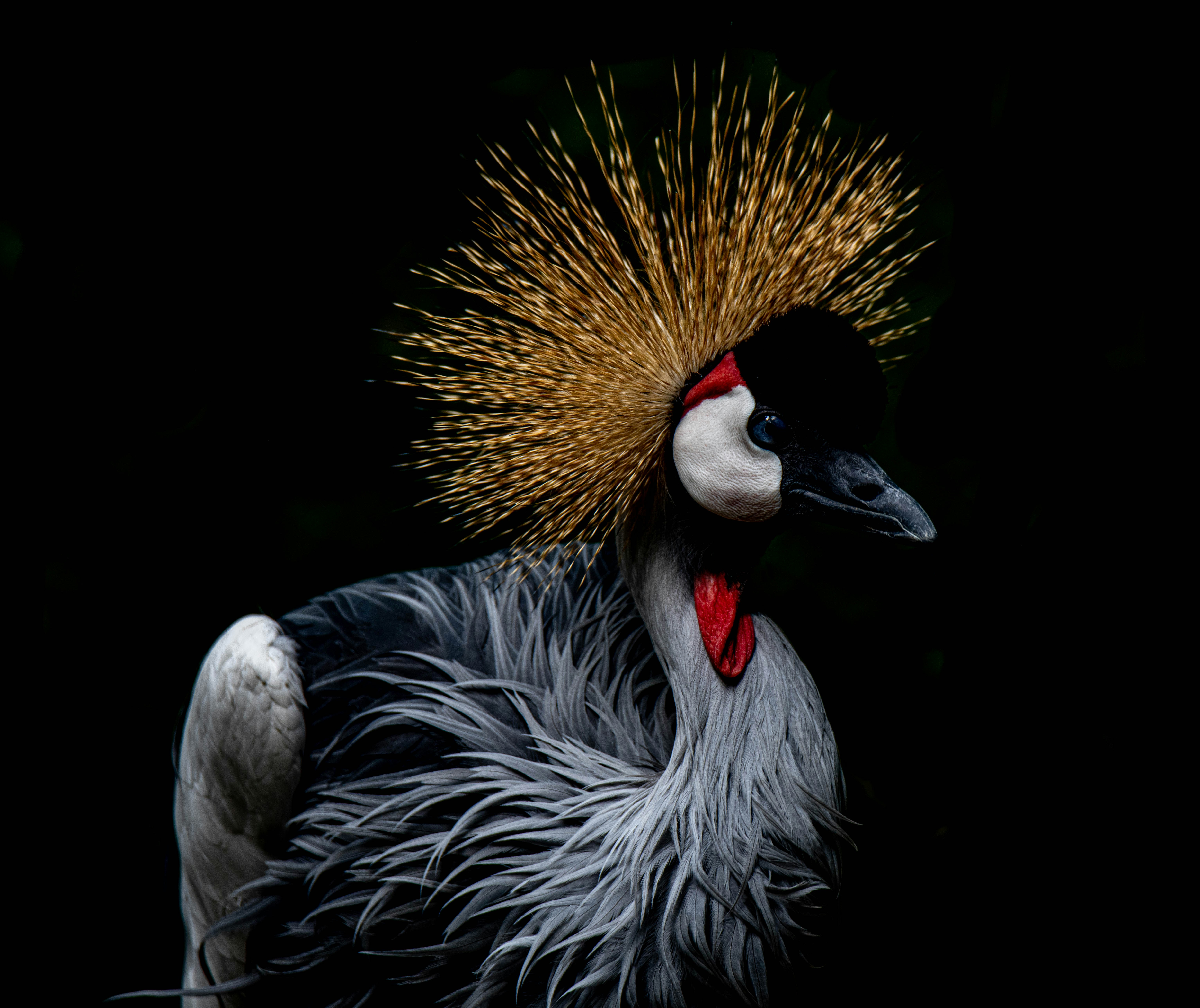 black and white bird illustration