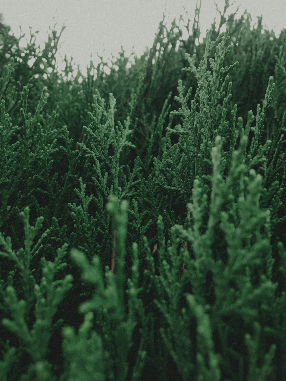 green grass field during daytime