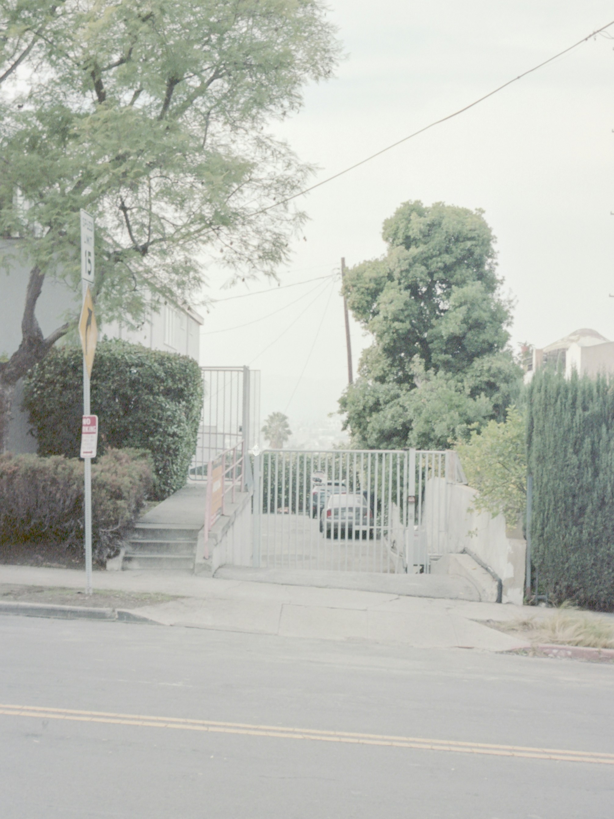 green trees beside gray concrete road