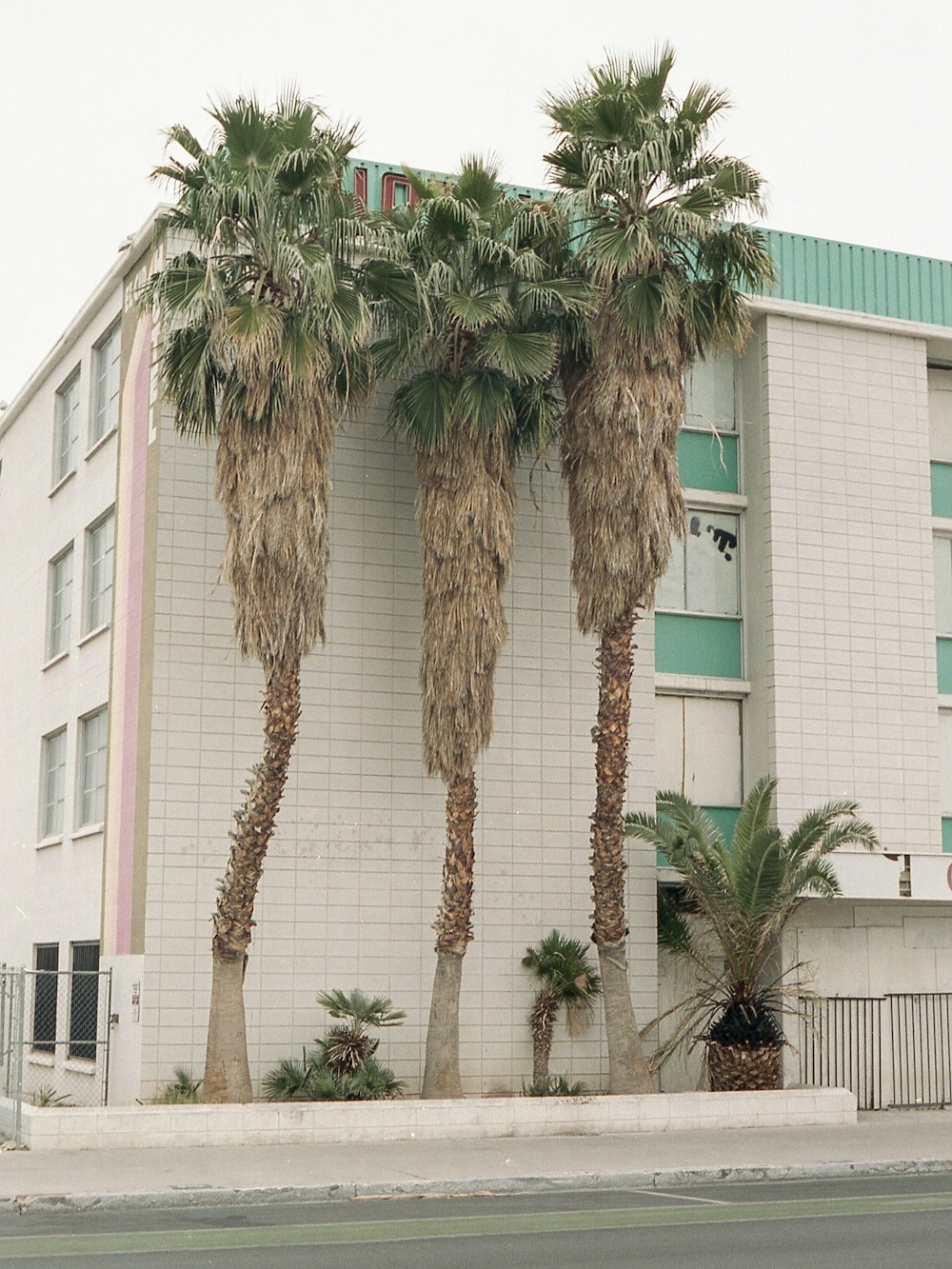 palm tree in front of white concrete building