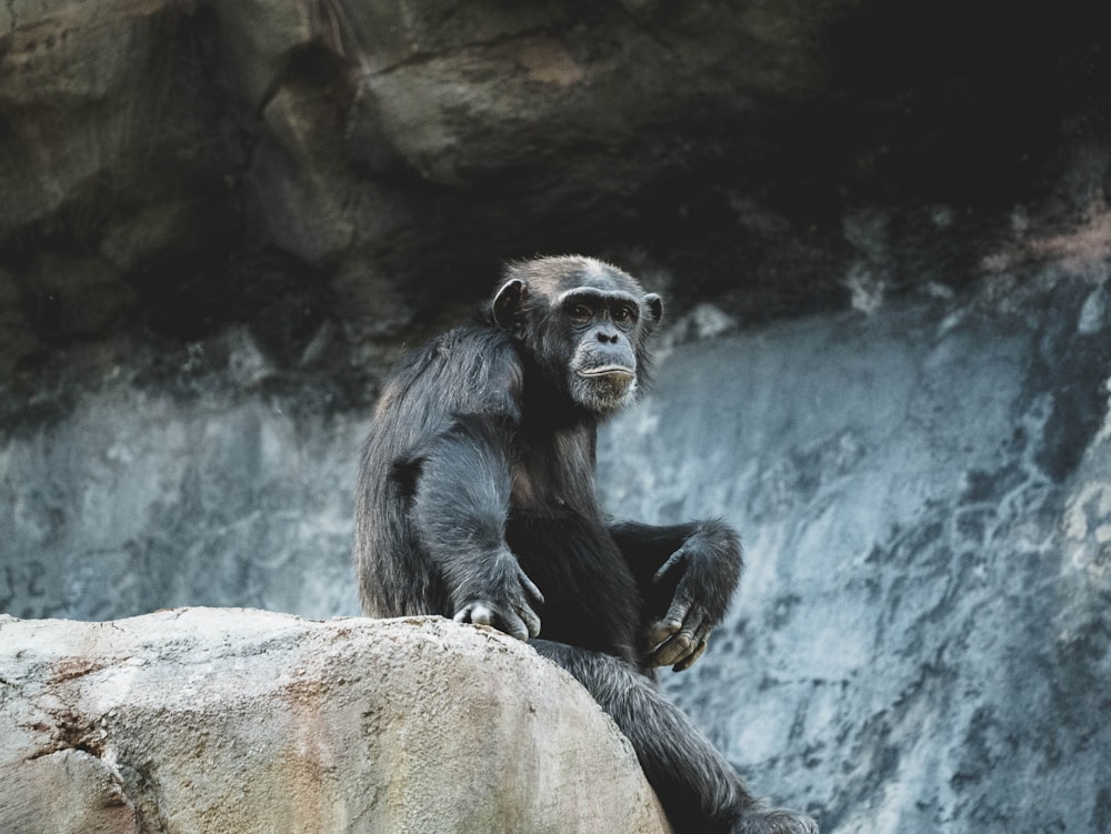 singe noir sur roche grise