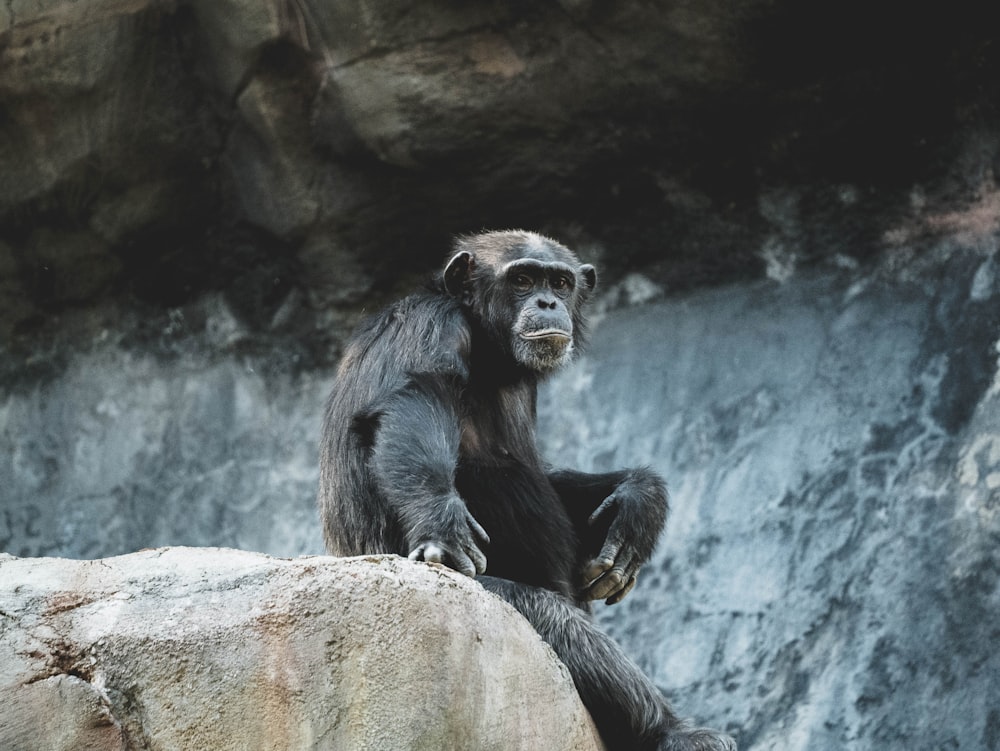 black monkey on gray rock