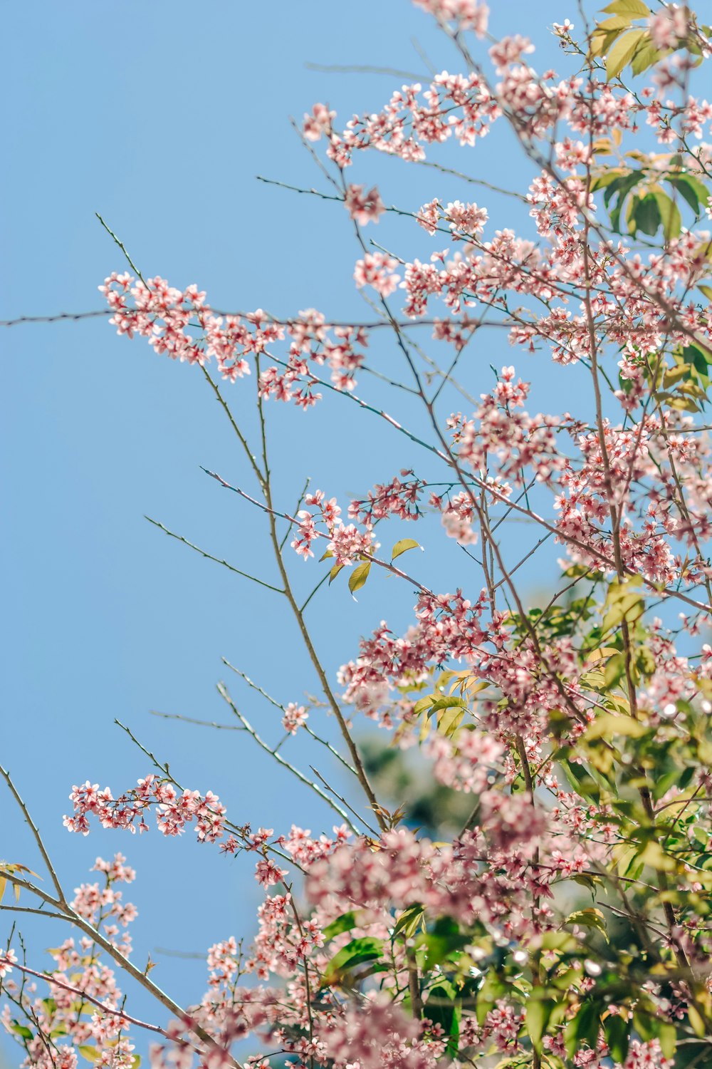 pink cherry blossom under blue sky during daytime