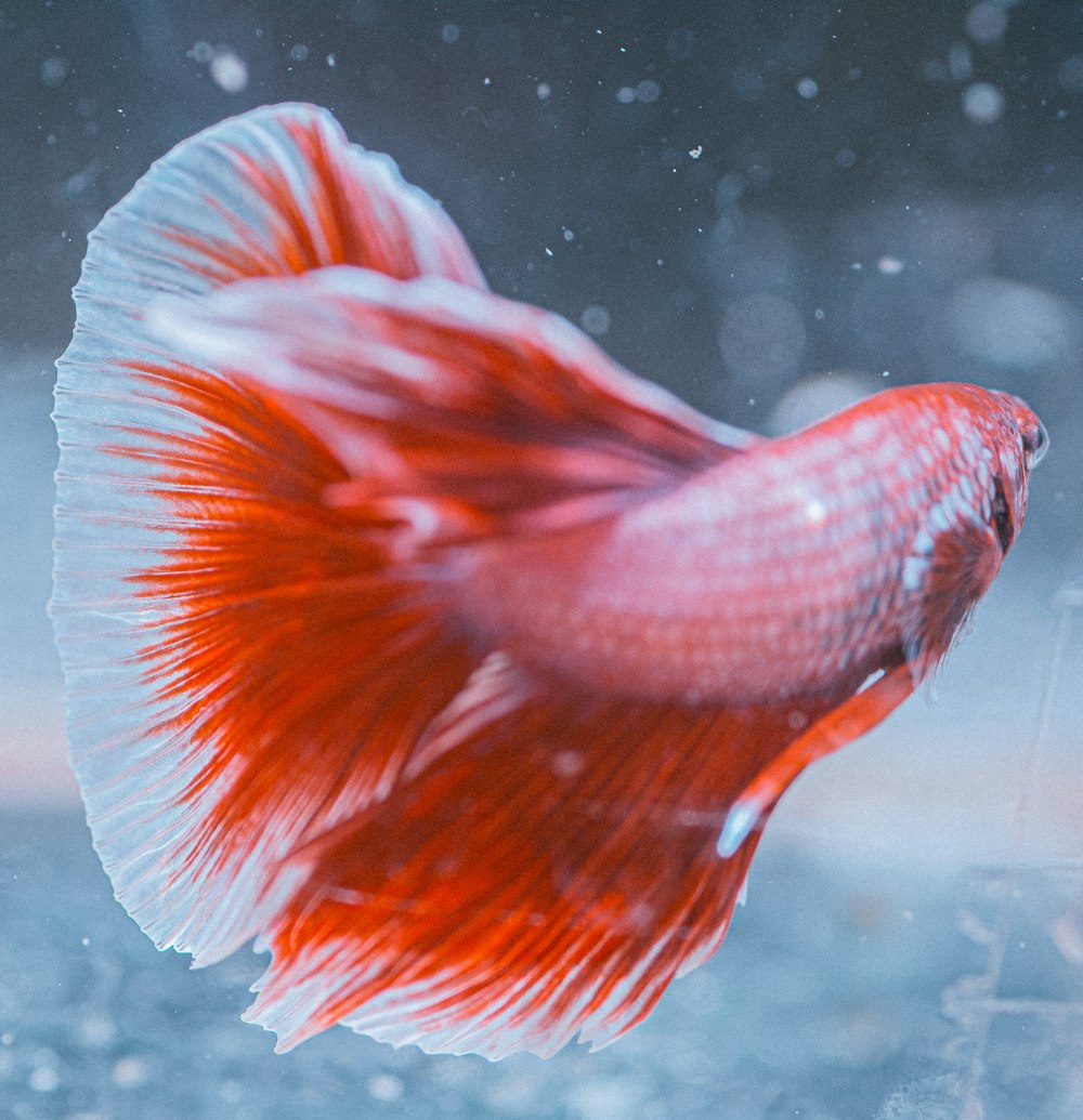 orange and white angel wings