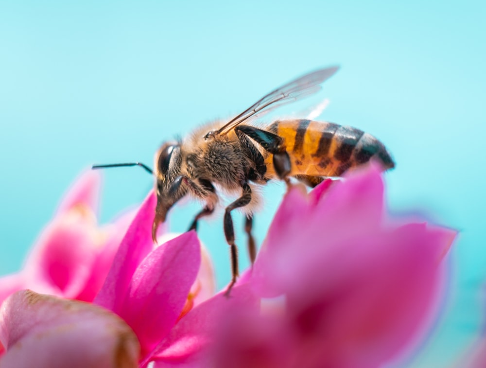 honeybee perched on purple flower in close up photography