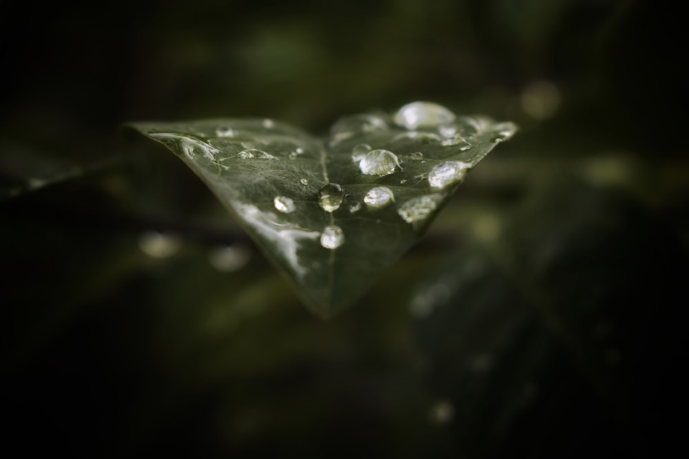 water droplets on green leaf