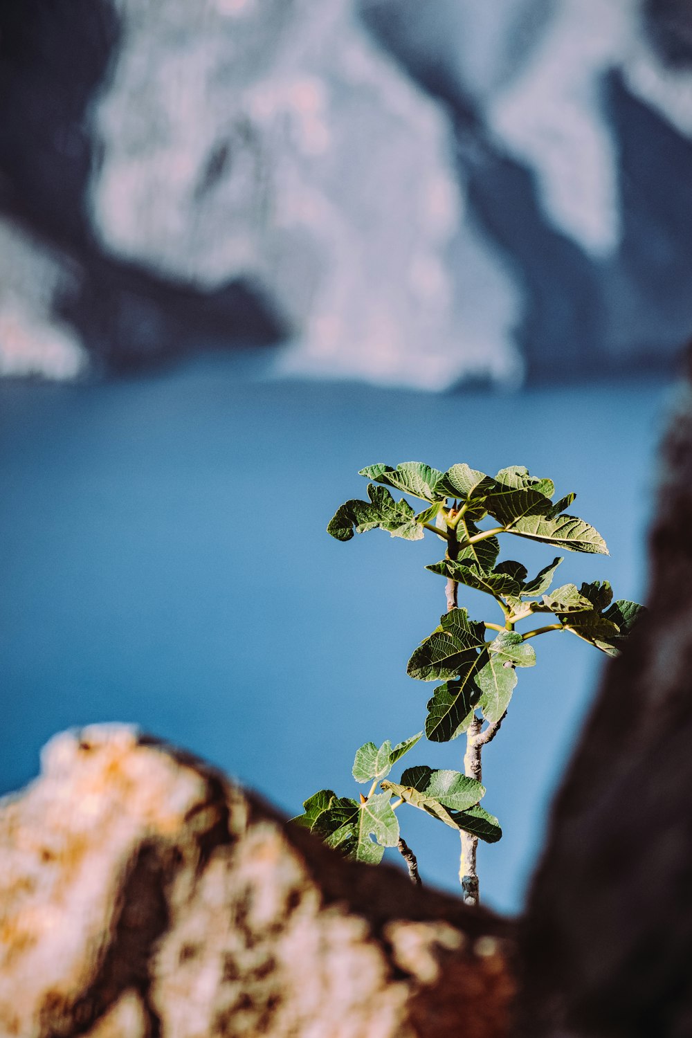 green plant on brown rock formation near blue sea during daytime