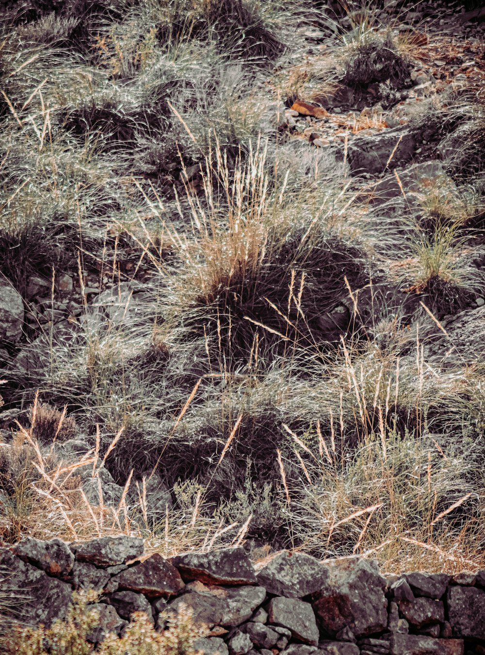 茶色と灰色の岩だらけの地面に茶色の草