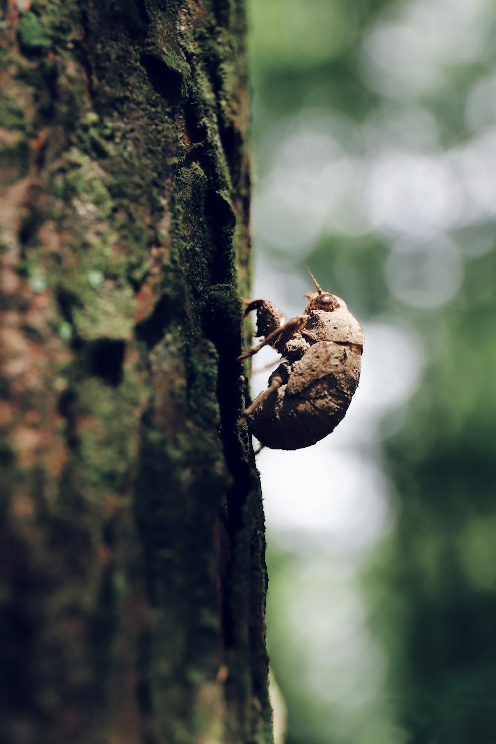 brown and black beetle on brown tree trunk during daytime