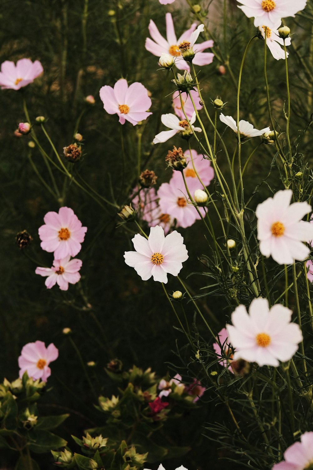 white and yellow flowers during daytime