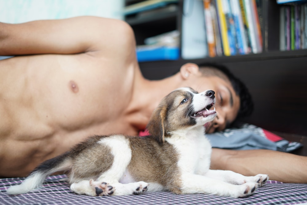 mulher de topless deitada na cama ao lado de cão branco e marrom de pelagem curta