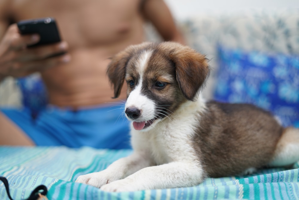 brown and white short coated puppy on blue textile