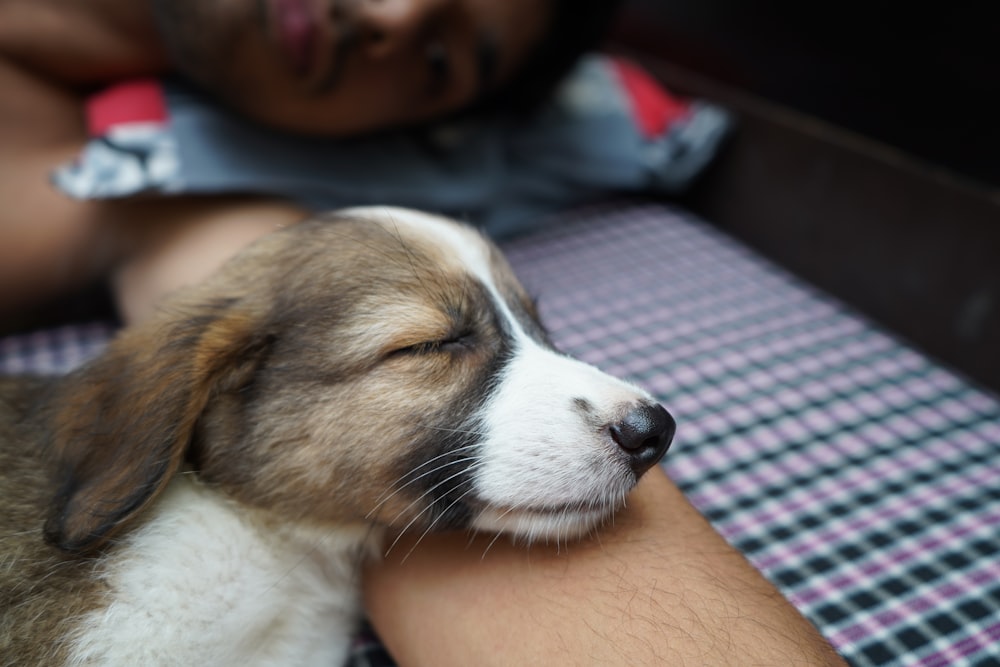 person holding white and brown short coated dog