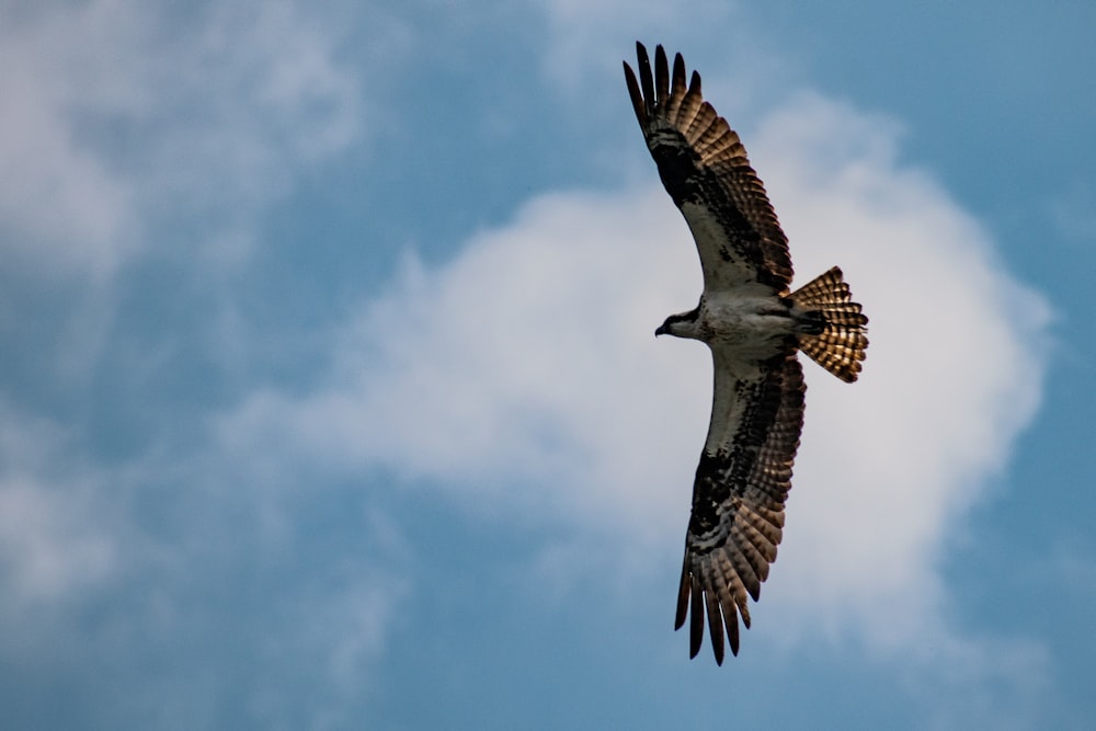 pájaro marrón y blanco volando bajo el cielo azul durante el día