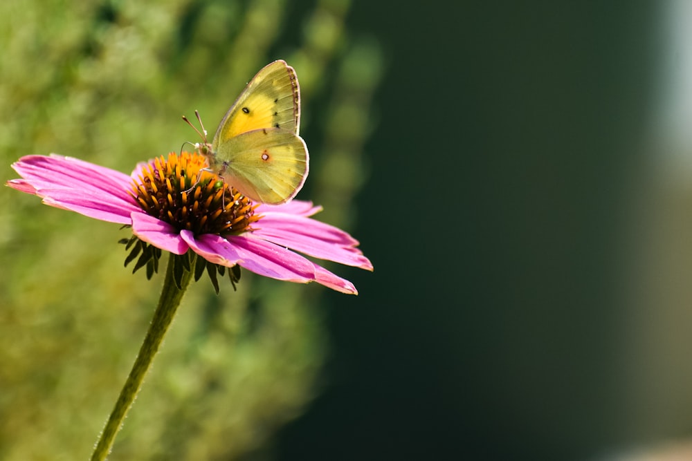 yellow butterfly perched on purple flower in close up photography during daytime