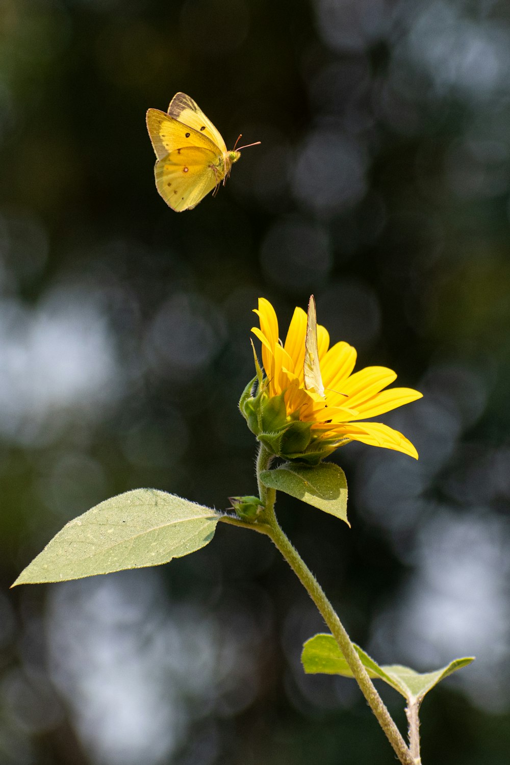 flor amarela na lente de deslocamento de inclinação