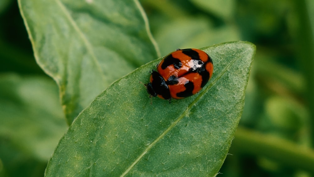 orange and black ladybug on green leaf