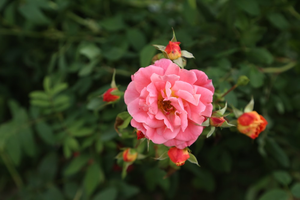 pink rose in bloom during daytime