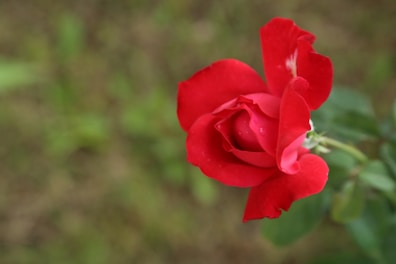 Close-up image of a blooming red rose with delicate petals.