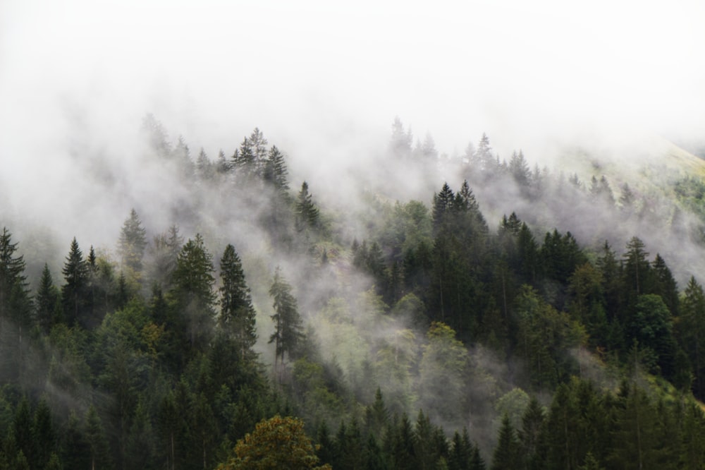 alberi verdi coperti dalla nebbia