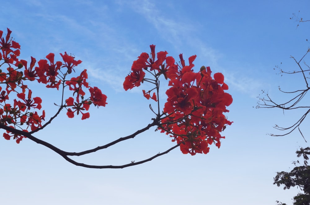 red leaf tree under blue sky during daytime