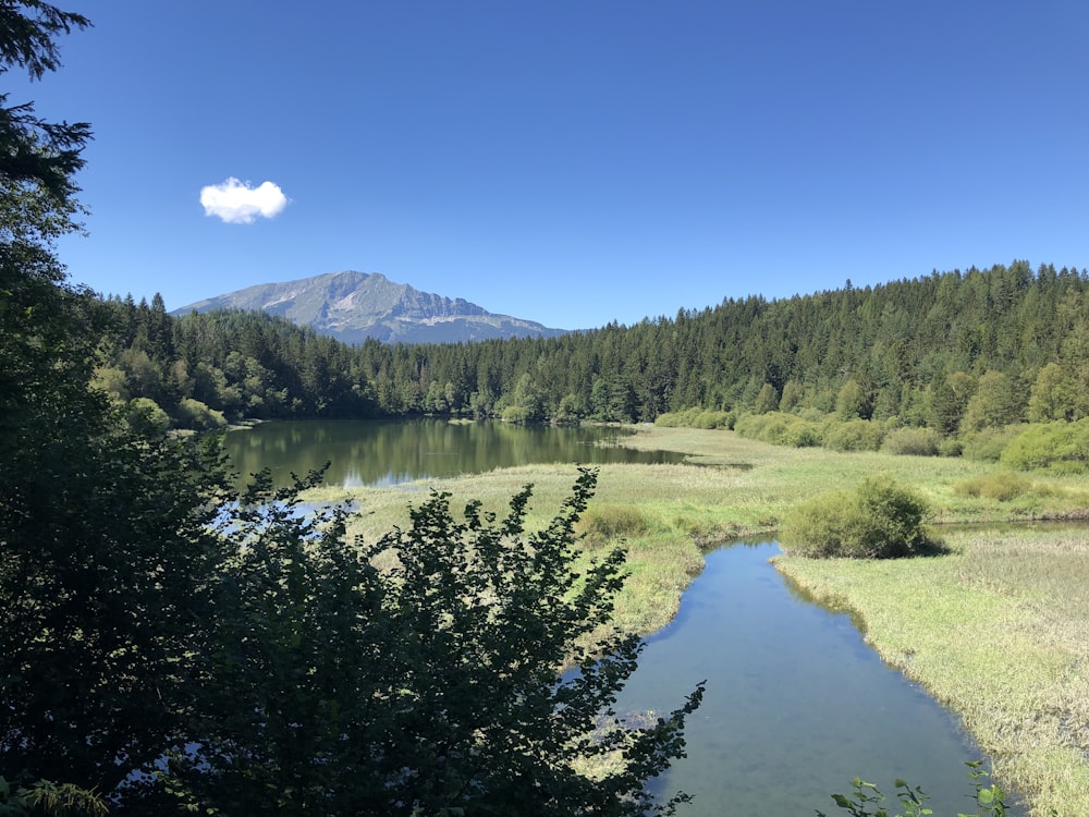 green trees near lake under blue sky during daytime