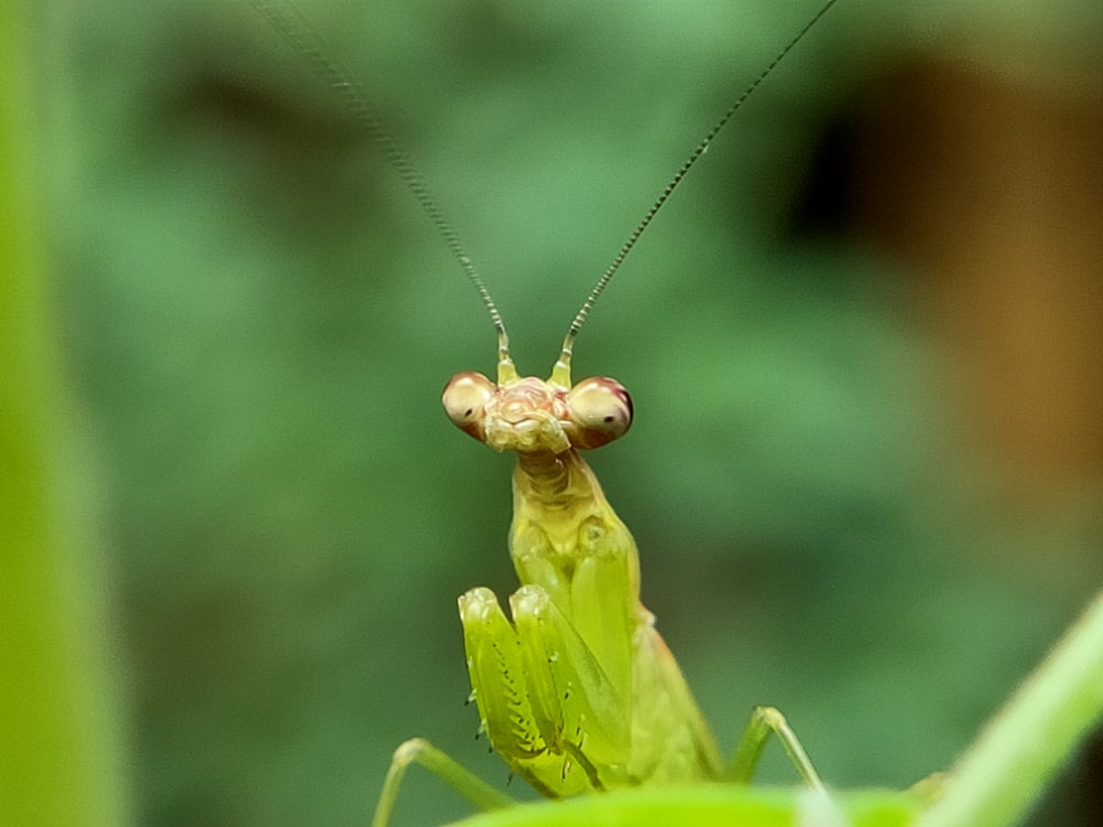 green praying mantis in close up photography