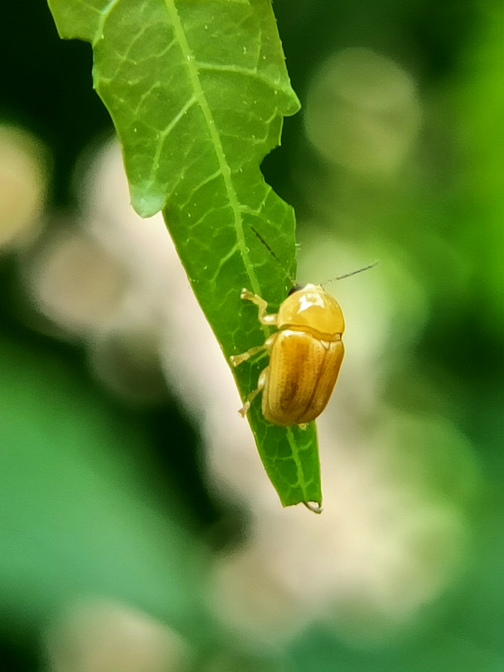 yellow and green bug on green leaf