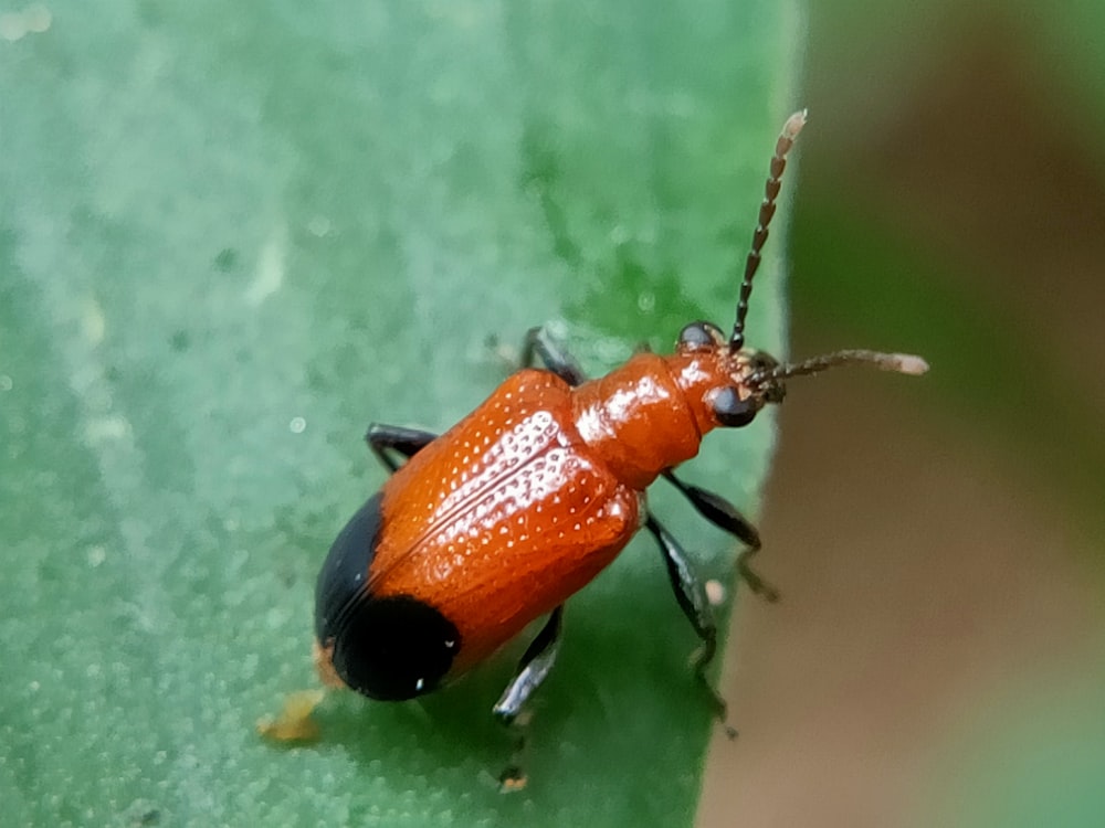 red and black beetle on green surface