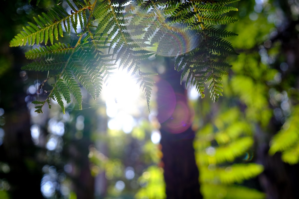 green leaves with sun rays