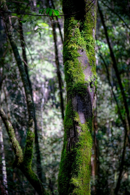 green moss on brown tree trunk in Toorongo Falls Walk Australia