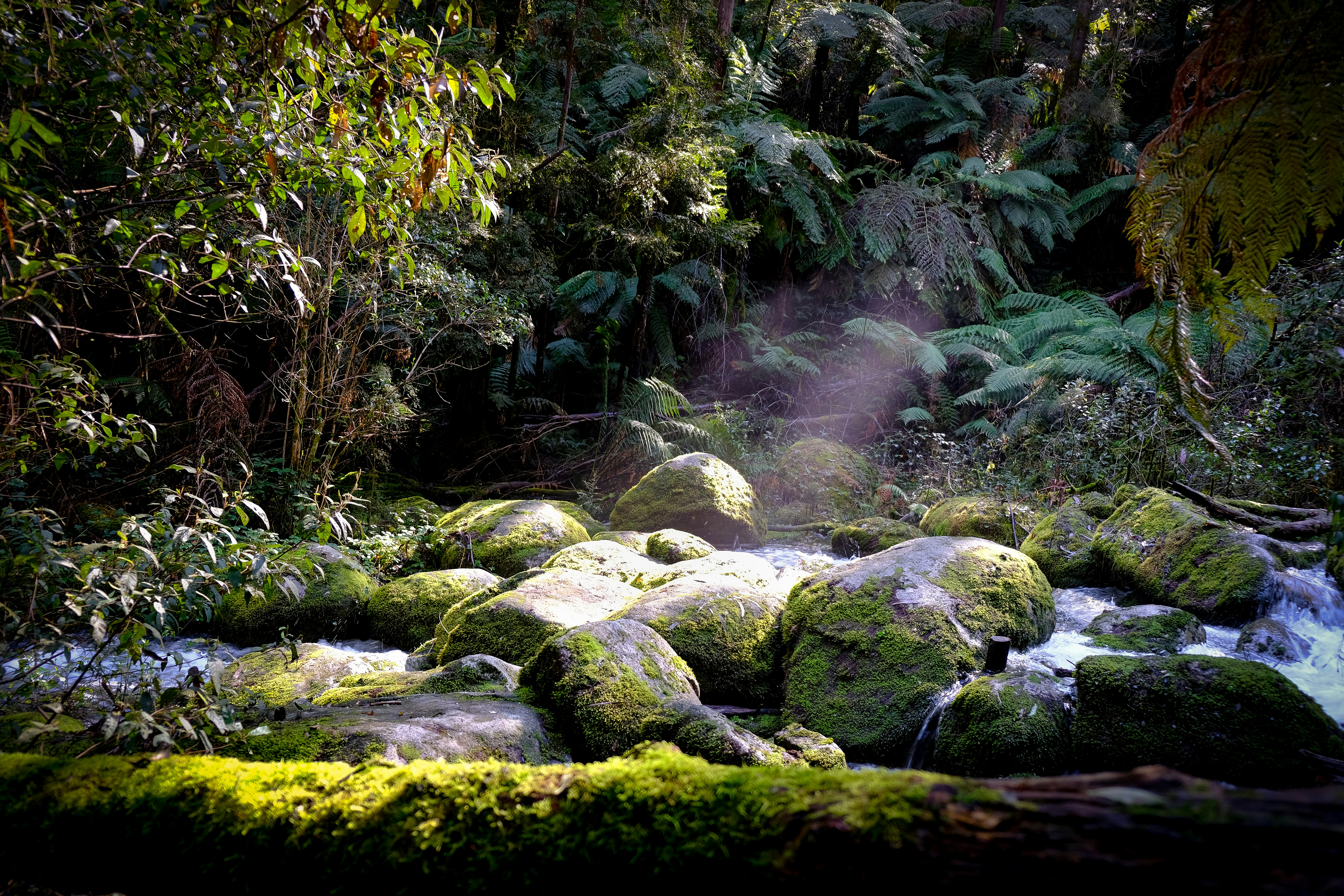green moss on rocks in river, 