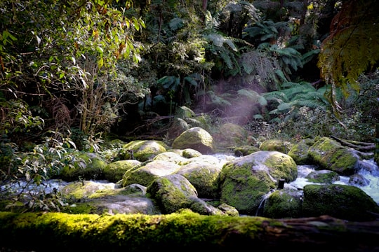green moss on rocks in river in Toorongo Falls Walk Australia