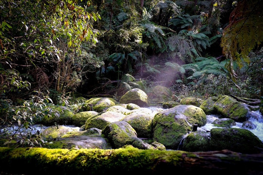 green moss on rocks in river,