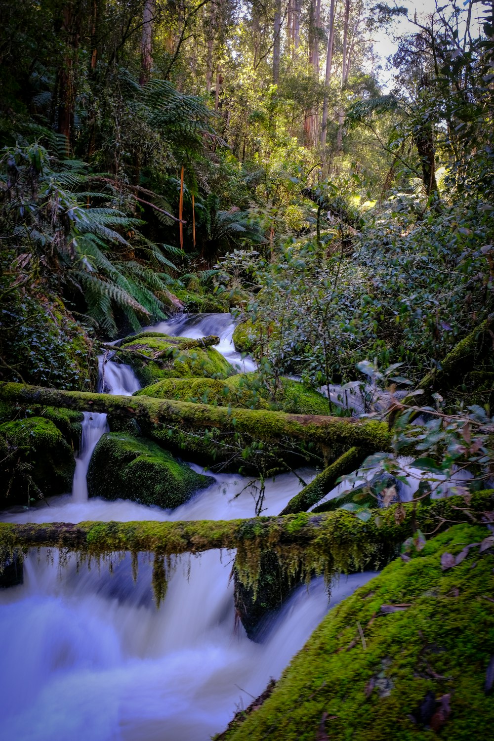 water falls in the middle of the forest