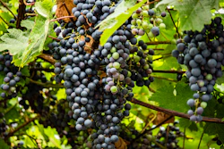 blue berries on green leaves