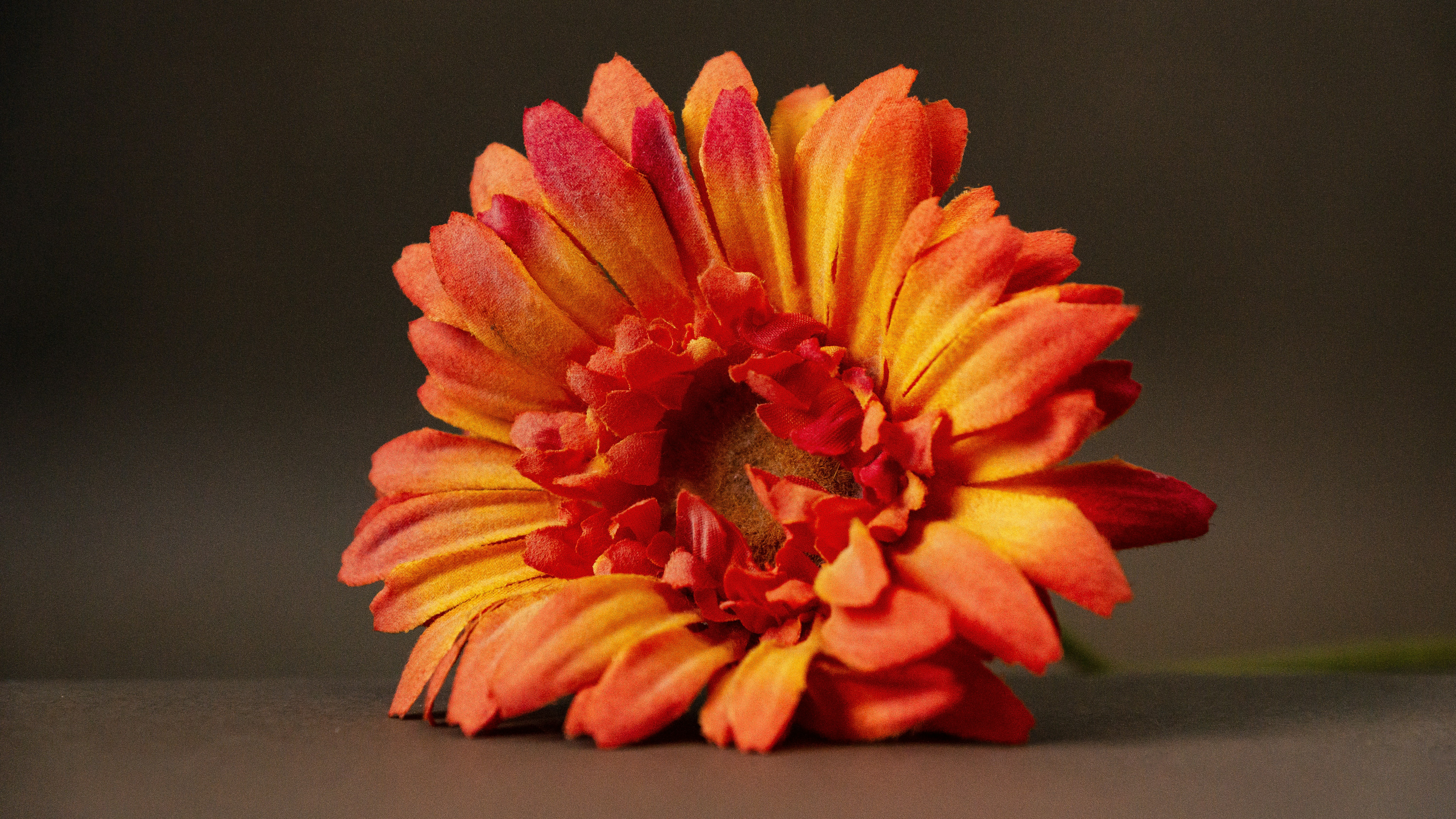 gelbe und rote Blume auf schwarzer Oberfläche