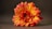 yellow and red flower on black surface