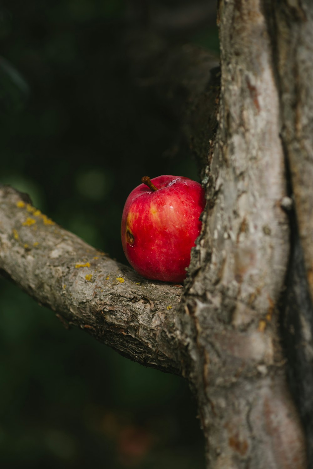 manzana roja sobre árbol marrón