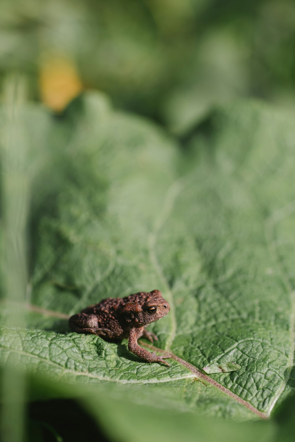 brown frog on green leaf