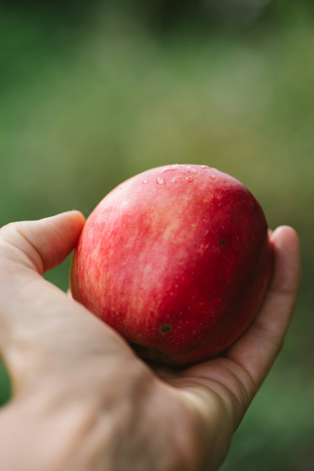 pessoa segurando a fruta da maçã vermelha