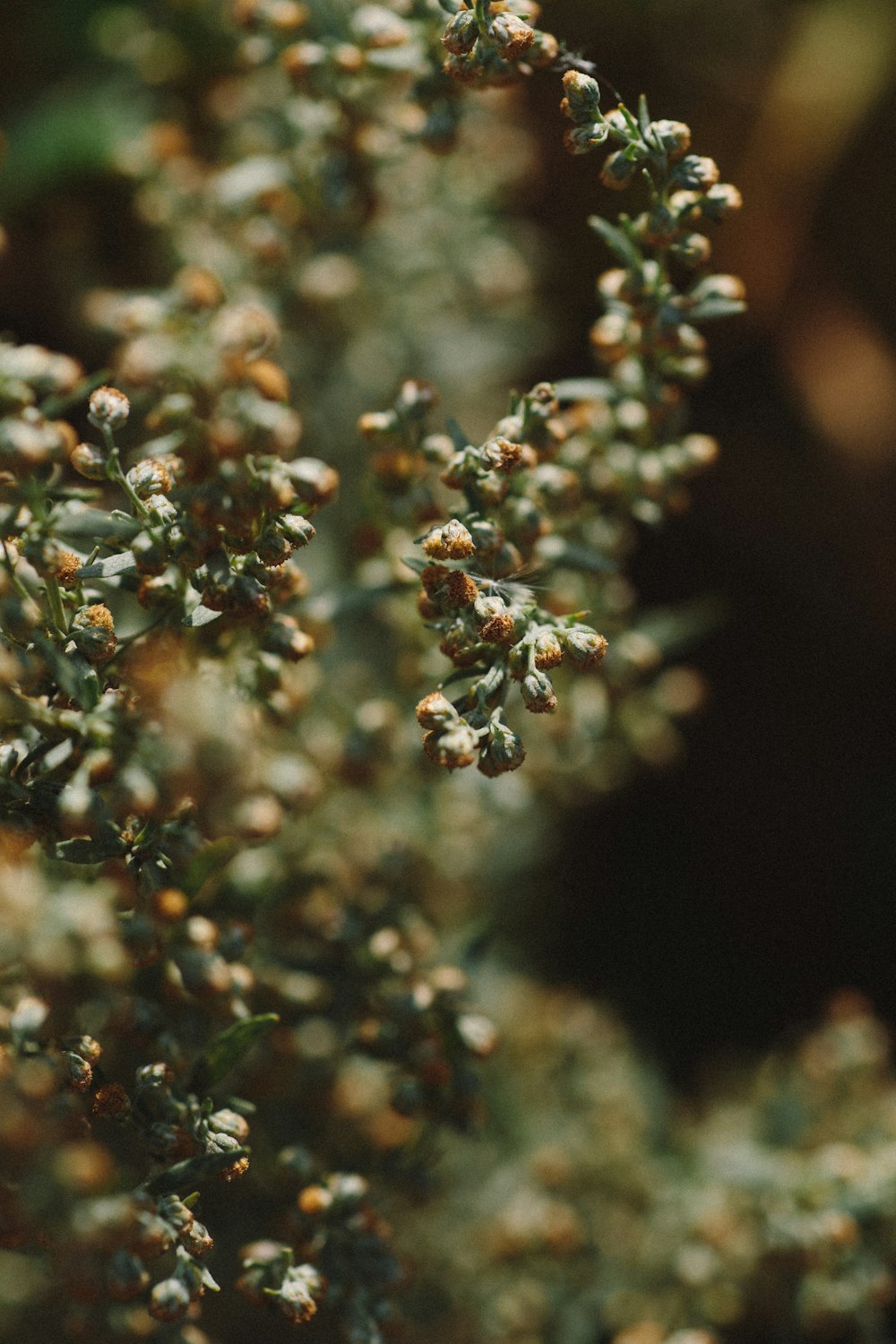 green and white plant in close up photography