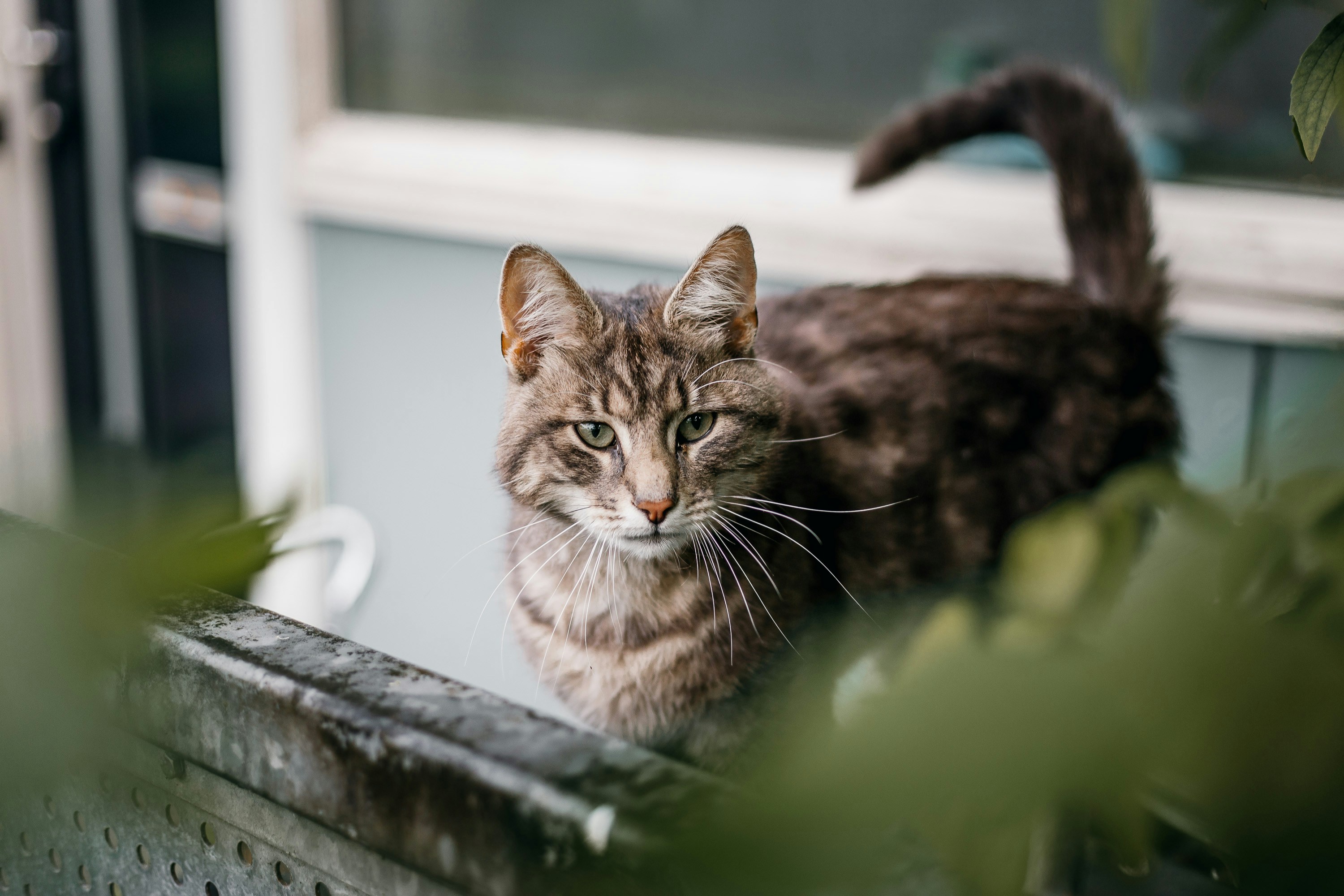 Manx: The Tailless Devotee (image credits: unsplash)
