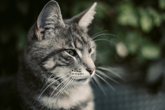 silver tabby cat on black and white textile
